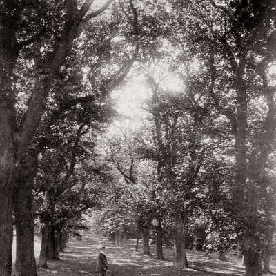 Bild vergrößern: Derneburg-Tempel-Eichenallee-1900